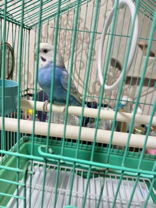 Продам волнистого попугая