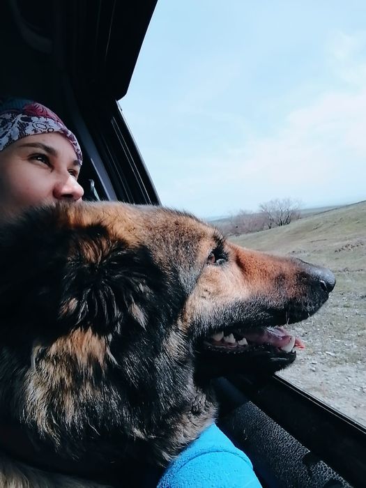 Щенки немецкой овчарки Талдыкорган. Новостройка .