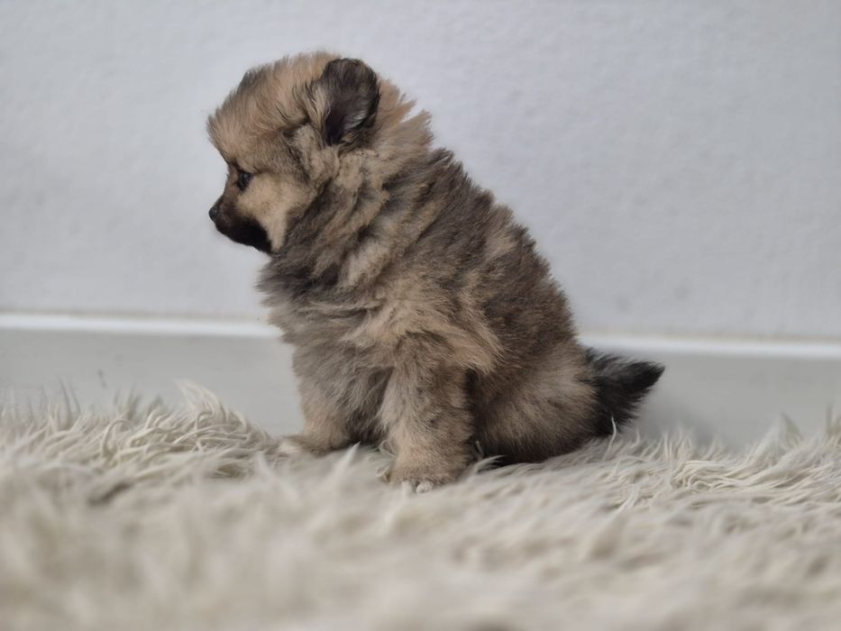 Vand fetita pomeranian