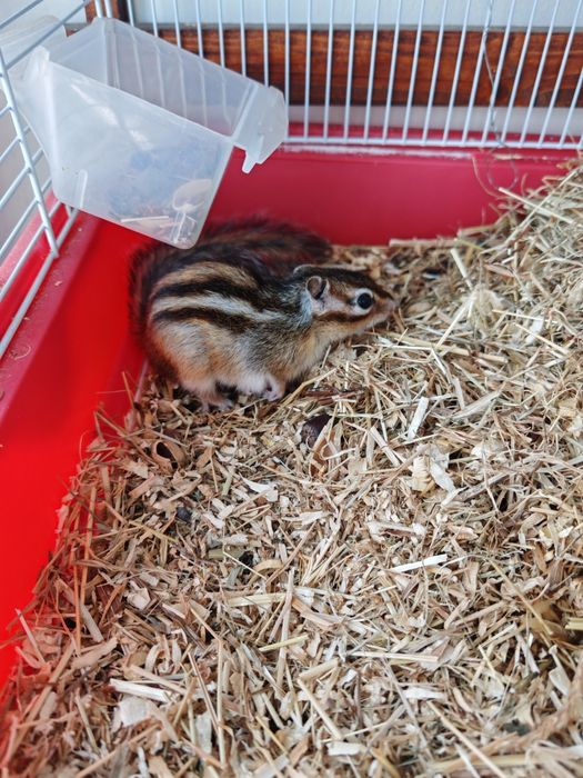 Veverița Siberiană