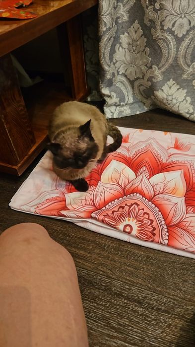 Спасенному коту нужен дом