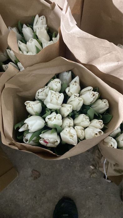 Тюльпан Караганда