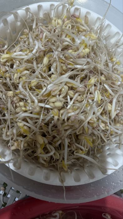 Пророщенные бобы маш