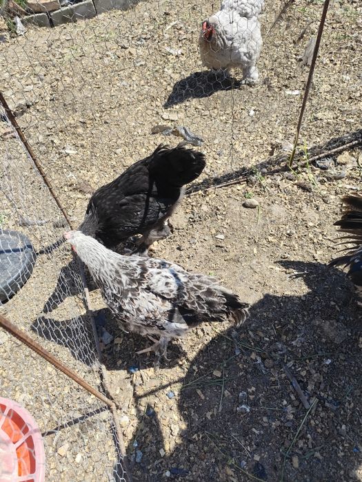 Căutăm curți să ne primească suntem 5 băieți din care 3 identici mulțu