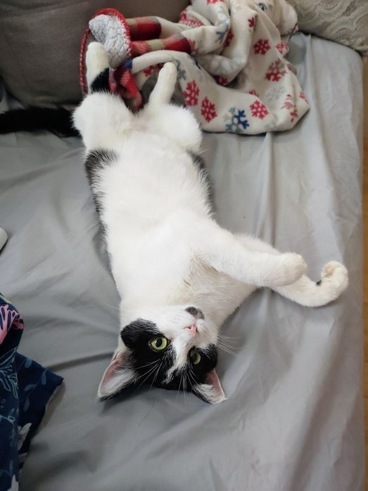 Кошка в добрые руки