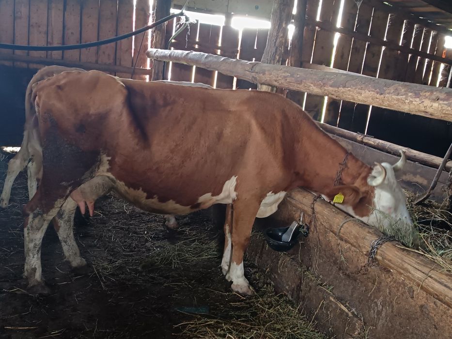 De Vinzare vaca bună de ținut cu vitea de 4 săptămâni