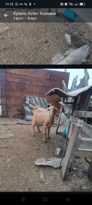Продам молочного направления козлика