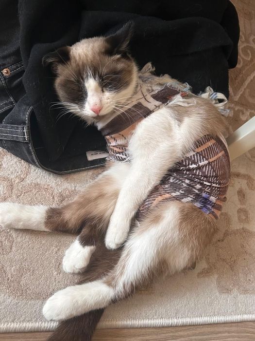 Отдам в хорошие руки кошку