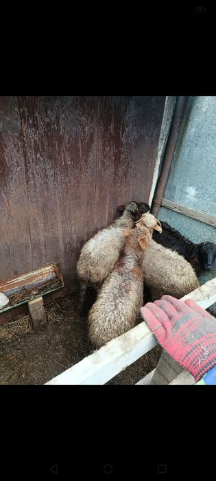 Продам Баранов. Торг