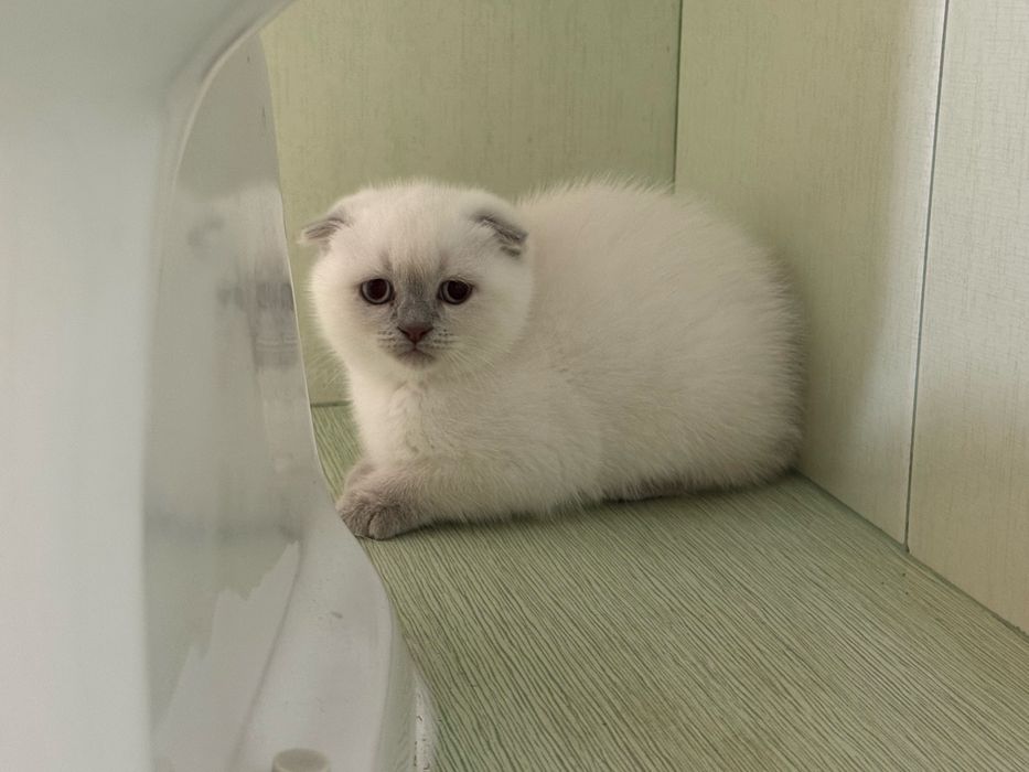 Шотландски късокосмести котенца.