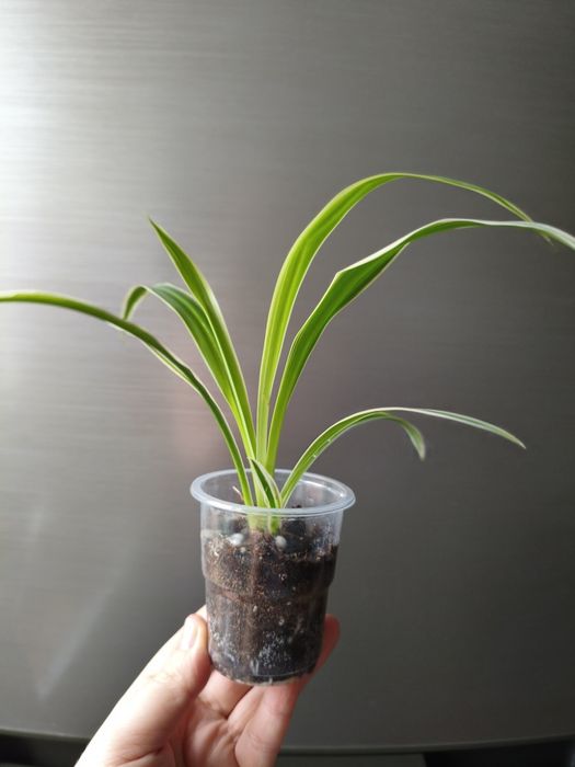 Хлорофитум лаксум