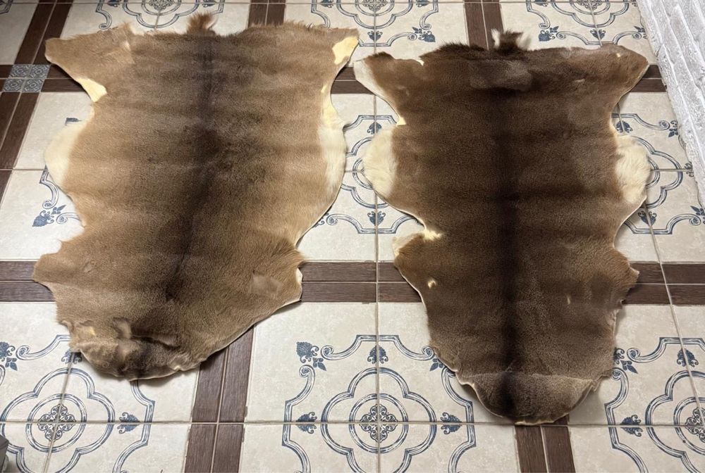 Продаются шкуры оленя натуральные