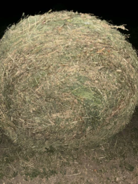 Baloti lucerna  cea mai buna calitate