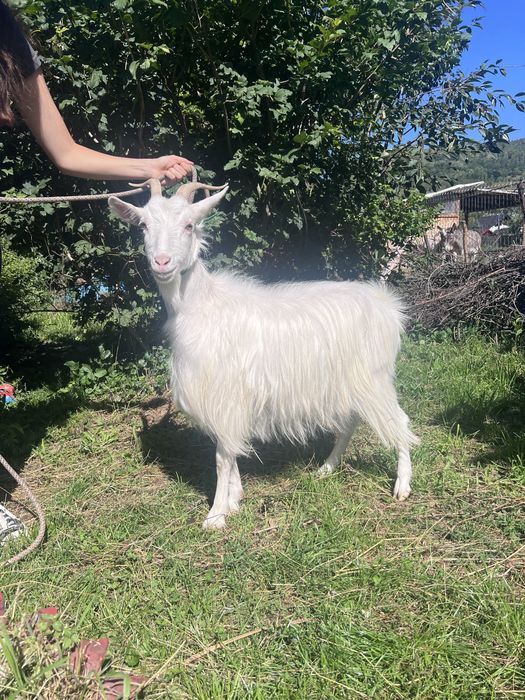 capre si iezi (carpatine, alpine francez si metis)