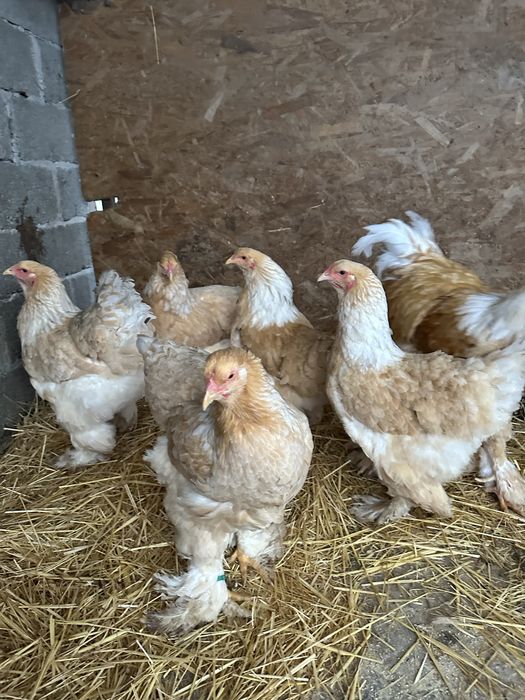 Familie brahma lemon 5 găini si un cocoș