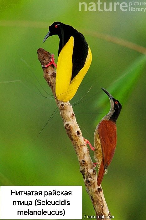 Райская птица разные породи