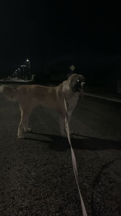 Продается готовы боец.