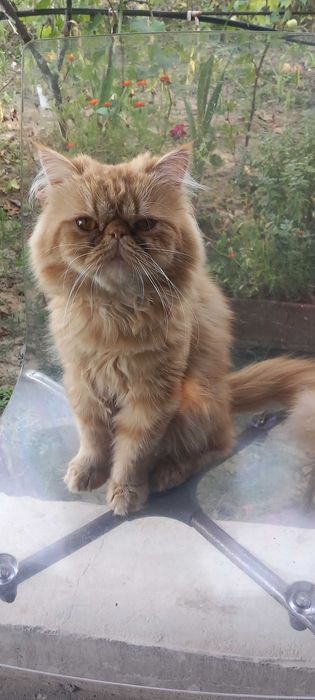 Pisici persane orange cu botic turtit