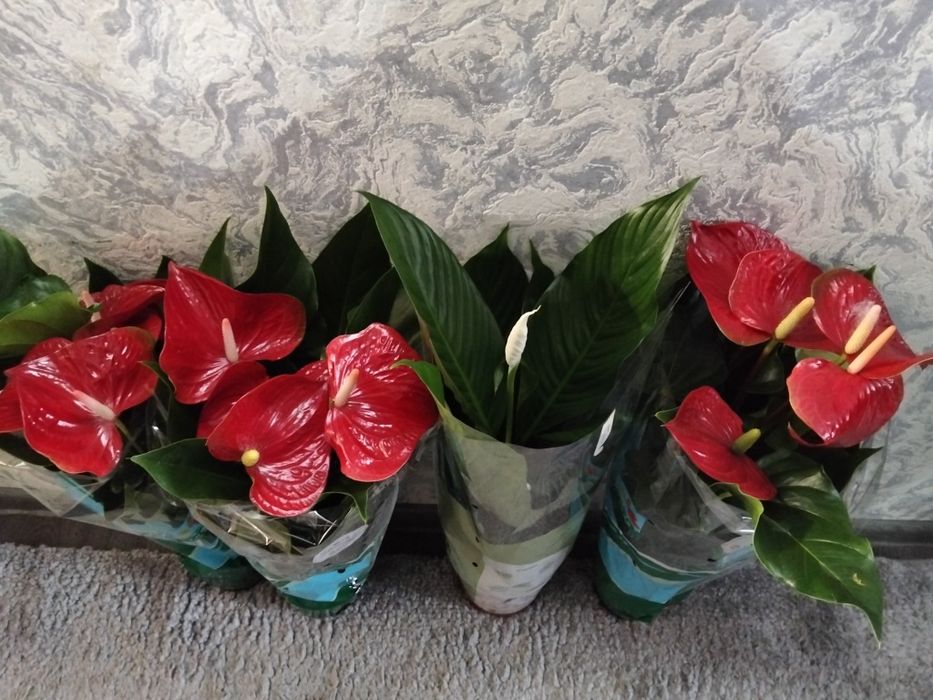 Продам антуриум,спатик,замик