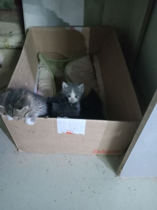 Отдам даром котят