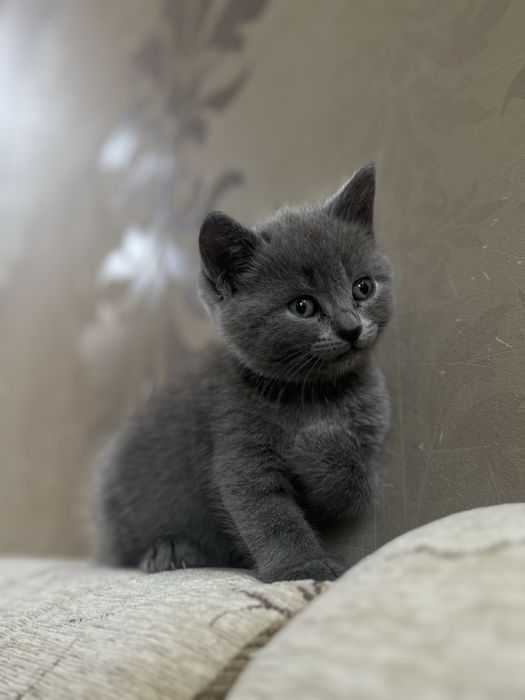 британский котенок ( девочка )