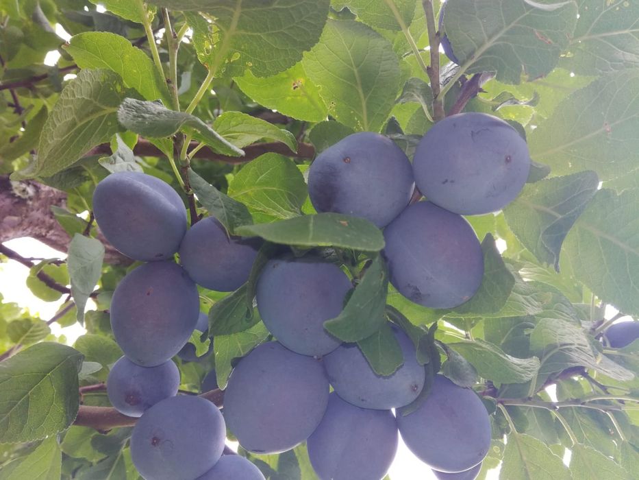 Prune centenar, Stanley și d' agen de masă și țuică  de vanzare