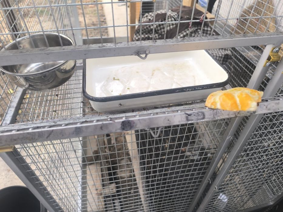 Вольер срочно сотилади