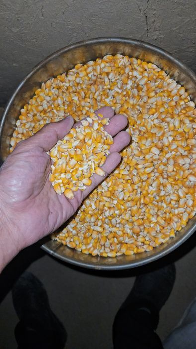 Таук ешкиге жем,бидай