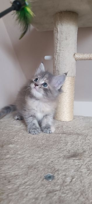 Котенца Мейн Куун