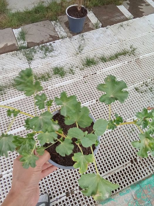 Герань розовый продам