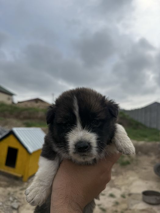 хаски Баласы Сатылады Хаски