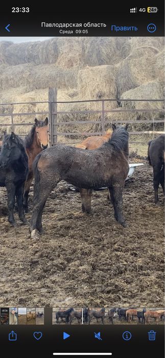 Продам 9 голов құнан 2 летки