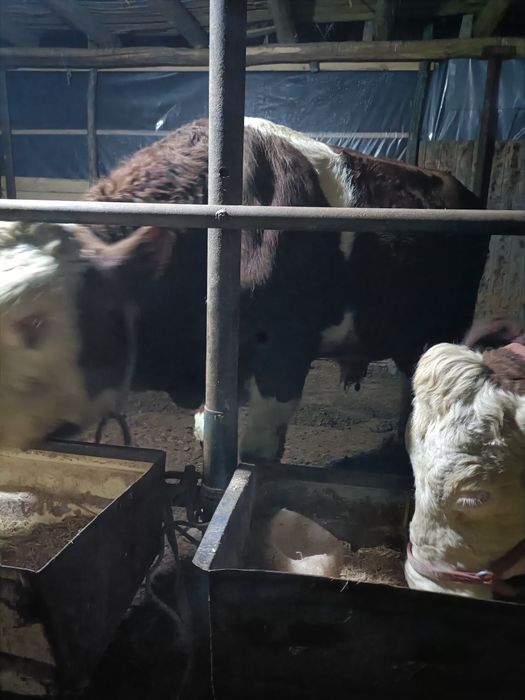 Smental novvos zotdor toza