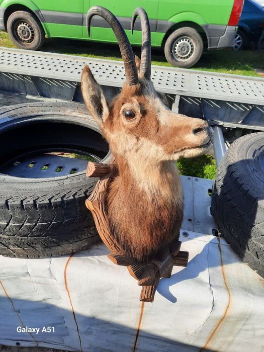 Голям трофей от коза