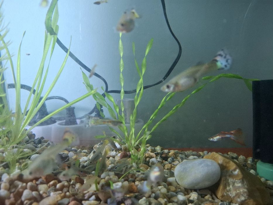 Гупи микс  (Ендлер)