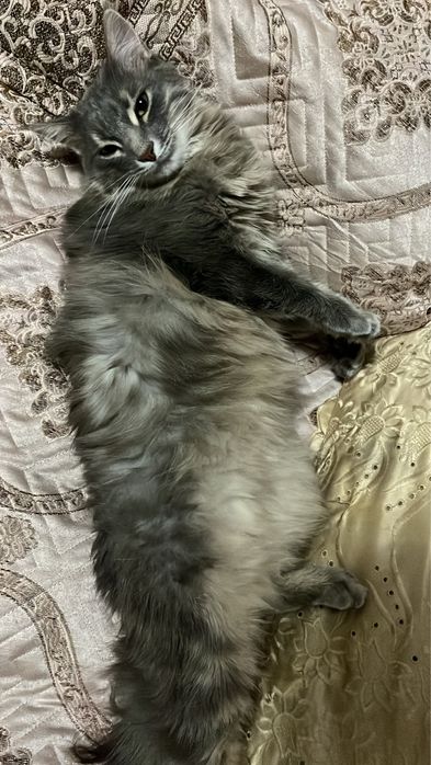 отдам даром.