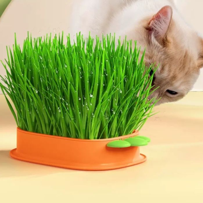 Трава для кошек и посуда