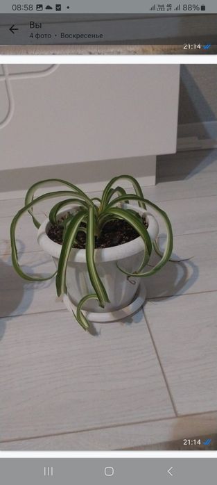 Продам комнатные цветы.