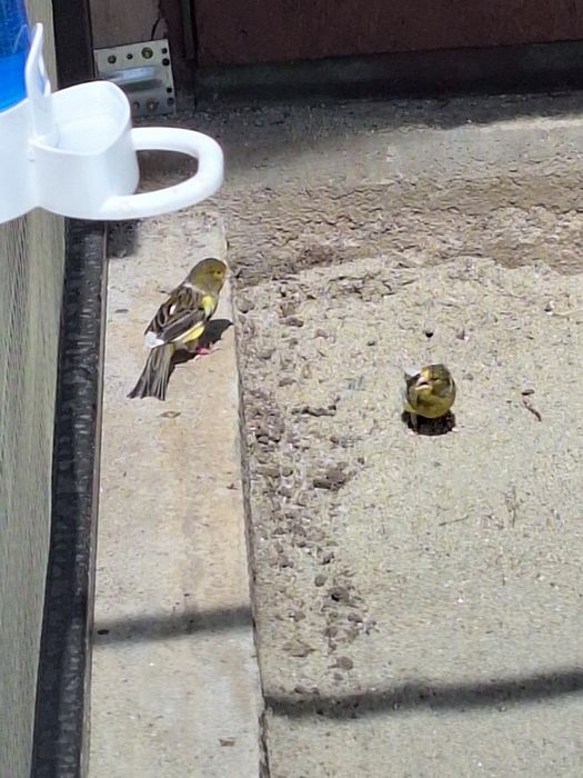 Canari timbrado Spaniol