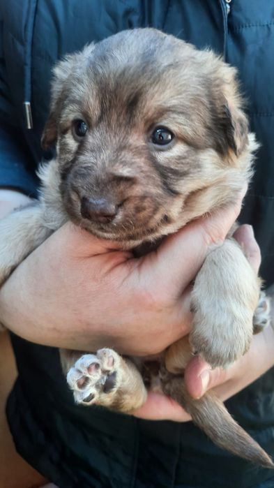 Отдам в добрые руки