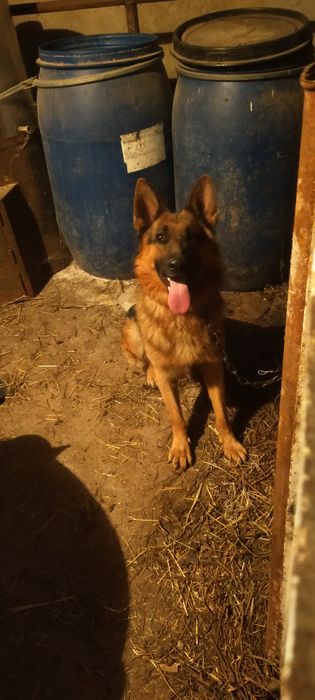 Продам немецкую овчарку кобель