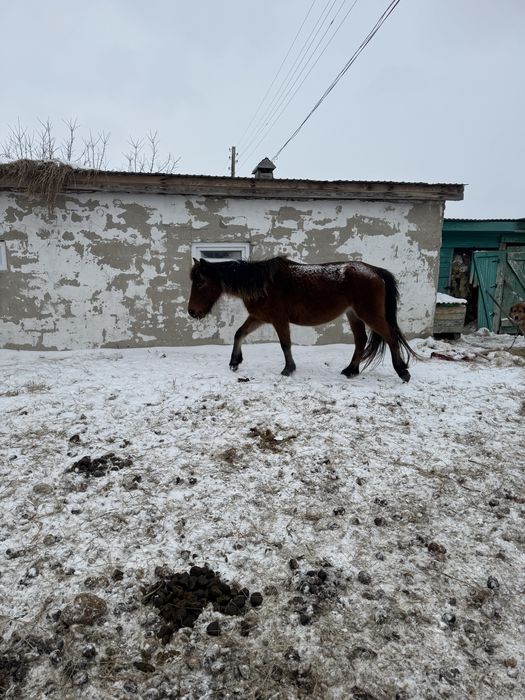 Продам кобыл жеребых