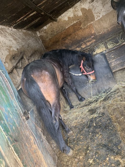 Vand o noatina de 2 ani si un noatin de 8 luni