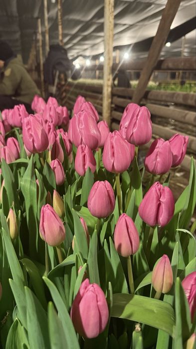 Тюльпан Астана.