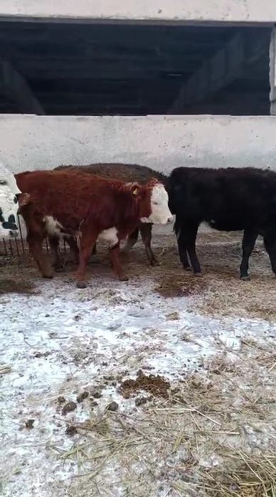 Бычки, тёлки, таналар