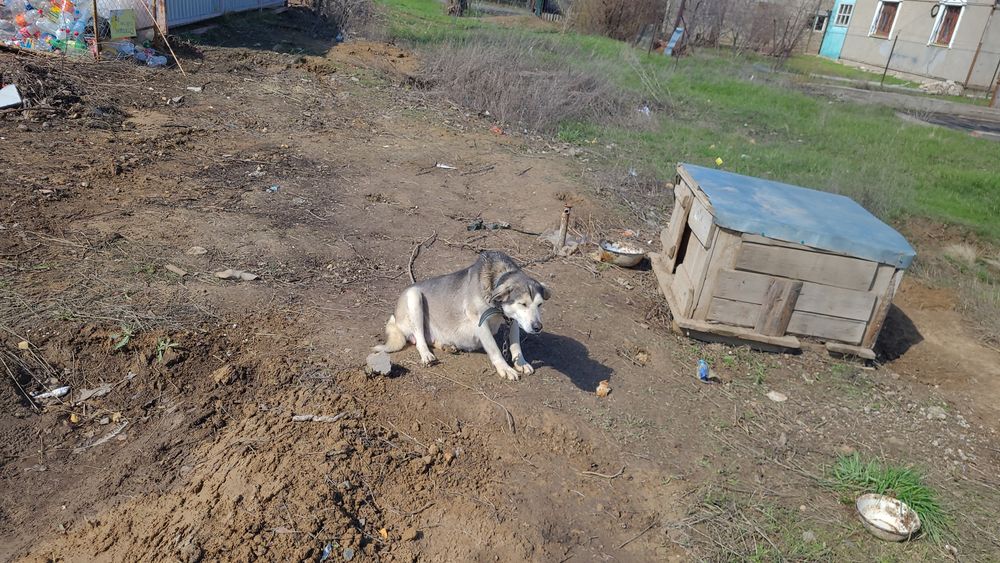 Мейірімді қолға ит беремін