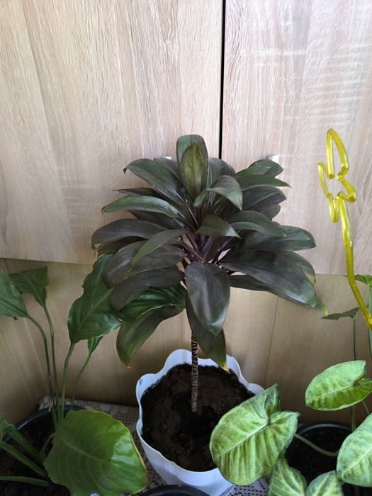 Отдам комнатные цветы