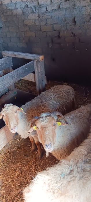 17 de oi mai vechi de vanzare