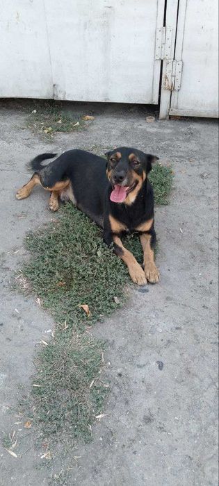 Отдам в добрые руки КОБЕЛЬ