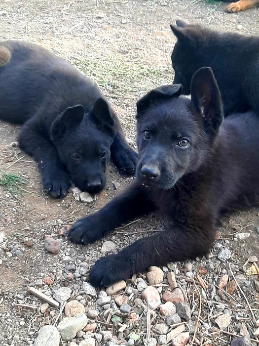 Питомник  немецких  овчарок РР.
